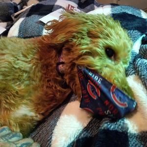 Meet your Posher, Vincent